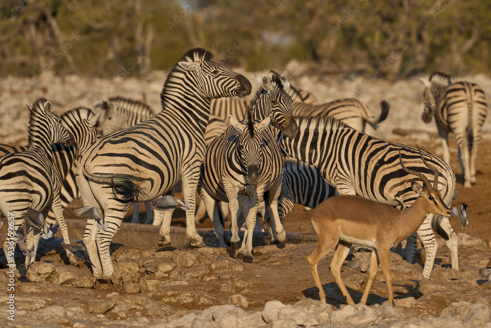 Burchell's zebra (Equus quagga burchellii) at a waterhole in Etosha National Park, Namibia Burchell's zebra (Equus quagga burchellii) at a waterhole in Etosha National Park, Namibia