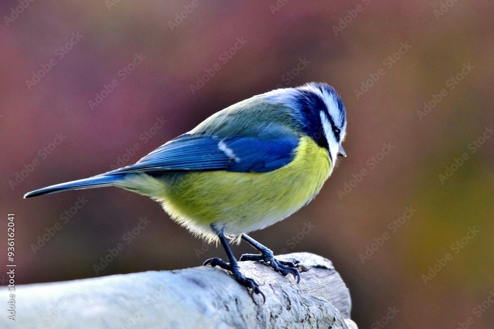 Obraz premium Eine Blaumeise in Großaufnahme