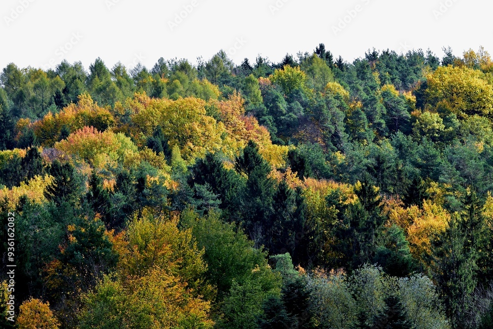 Bunte Herbstfarben in den Kronen der Waldbäume Bunte Herbstfarben in den Kronen der Waldbäume