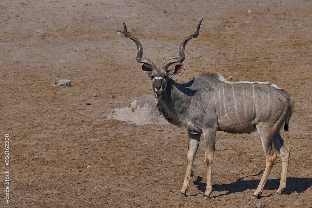 Greater Kudu (Tragelaphus strepsiceros) at a waterhole in Etosha National Park, Namibia Greater Kudu (Tragelaphus strepsiceros) at a waterhole in Etosha National Park, Namibia