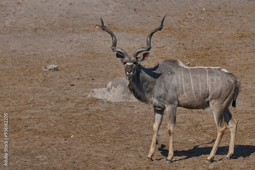 Greater Kudu (Tragelaphus strepsiceros) at a waterhole in Etosha National Park, Namibia