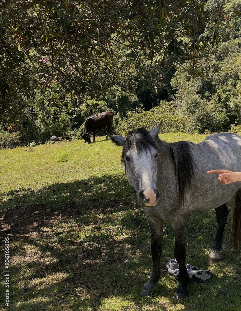 Fototapeta premium a horse and a cow on a field