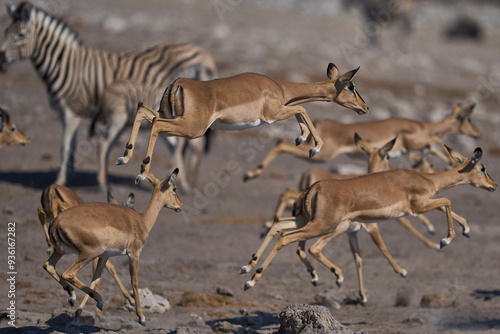 Black-faced Impala (Aepyceros melampus petersi) leaping after getting spooked at a waterhole in Etosha National Park, Namibia 