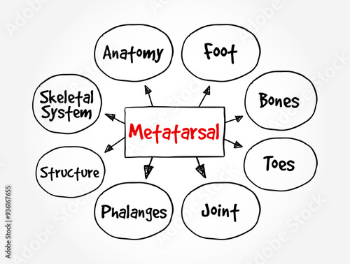 Metatarsal - group of five long bones in the foot, mind map text concept background