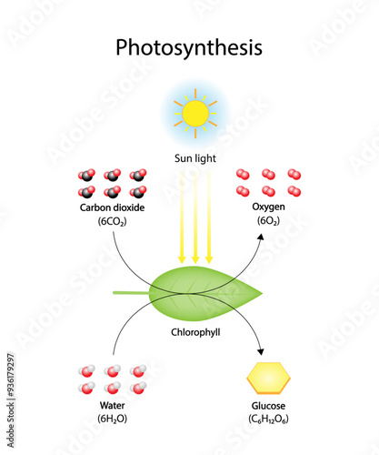 Photosynthesis process, photosynthesis equation formula, Biology Education. Calvin cycle. Vector illustration.