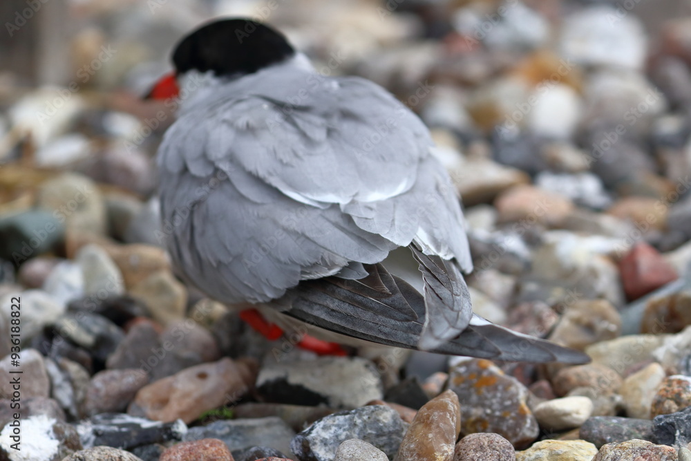 Fototapeta premium tern