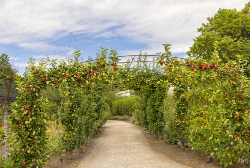 Fotografie The fruit tree arches for espalier trained apple trees showing ripening fruit
