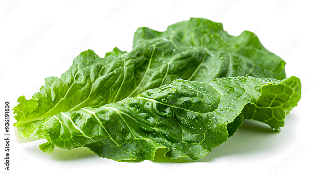 Fresh Kale Leaf with Water Droplets on White Background Fresh Kale Leaf with Water Droplets on White Background