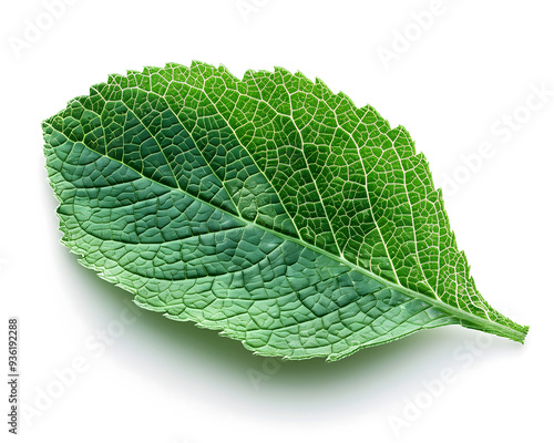 Detailed Close-Up View of a Single Green Leaf Isolated on White