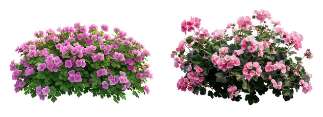 Beautiful blooming geranium bush with pink flowers isolated on white or transparent PNG