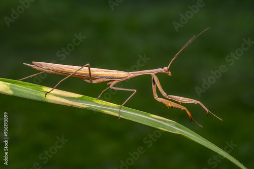Wallpaper Mural Religious Mantis - Mantis religiosa, popular unique large insect from European meadows and grasslands, Zlin, Czech Republic. Torontodigital.ca