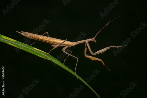 Religious Mantis - Mantis religiosa, popular unique large insect from European meadows and grasslands, Zlin, Czech Republic. photo