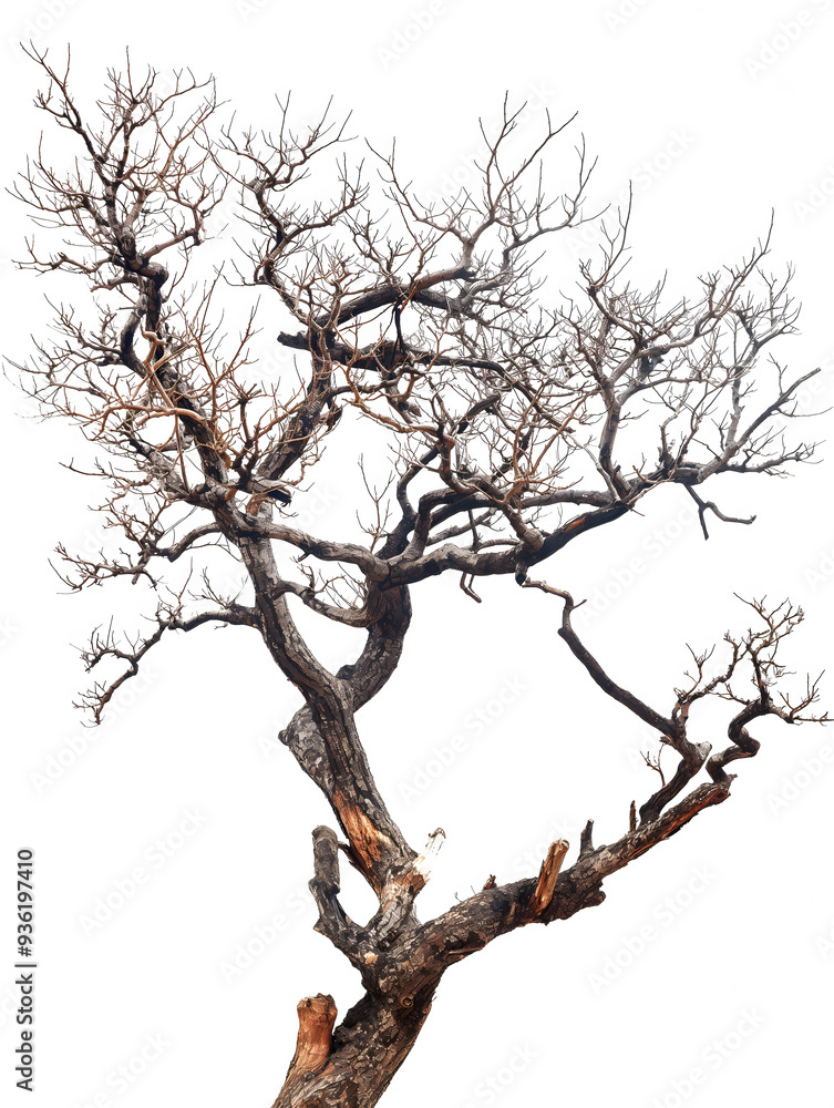 Majestic Twisted Tree Isolated on a White Background Majestic Twisted Tree Isolated on a White Background