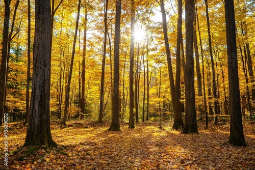 Autumn backlight shining through old beech (Fagus spp.) trees in former wood pasture, Reinhardswald, Sababurg, Hesse, Germany, Europe