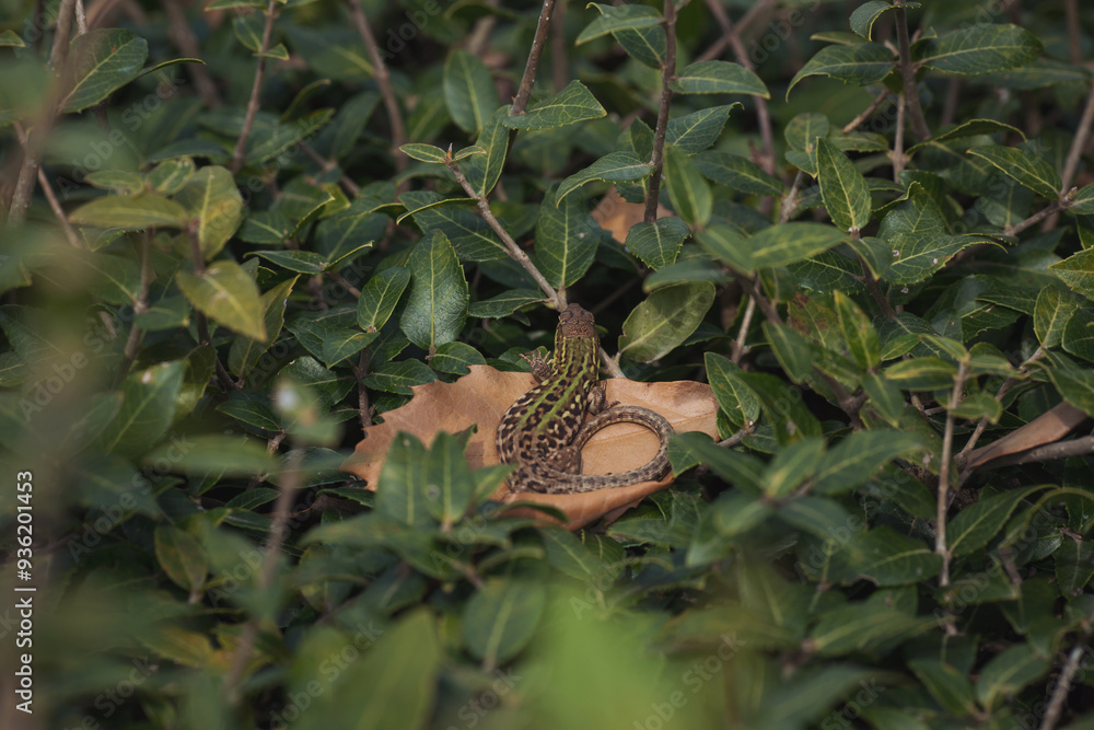 Obraz premium the lizard is sunbathing on ivy. Ocellated Lizard lying in grass. beautiful green lizard 