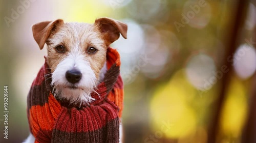 Cute dog wearing orange warm scarf. Cold autumn, fall, winter or pet clothing background.