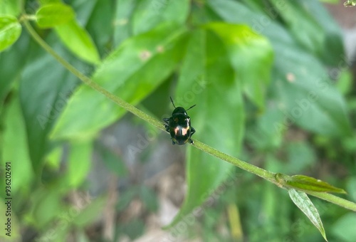 bug on a leaf