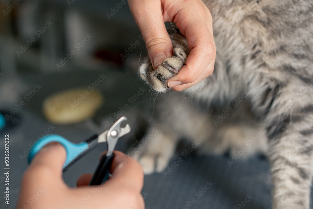 Fototapeta premium close-up In a grooming salon small Scottish cat groomer performs a nail trimming procedure with professional clippers
