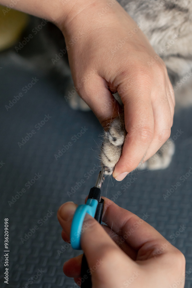 Fototapeta premium close-up In a grooming salon small Scottish cat groomer performs a nail trimming procedure with professional clippers
