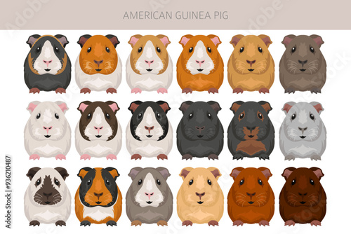 American Guinea pig clipart. All coat colors cavies set. Small Pet Rodents. Vector illustration