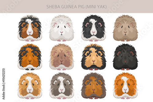 Sheba Guinea pig clipart. Sheba Mini Yak. All coat colors cavies set. Small Pet Rodents. Vector illustration