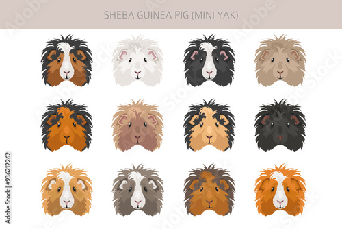 Sheba Guinea pig clipart. Sheba Mini Yak. All coat colors cavies set. Small Pet Rodents. Vector illustration