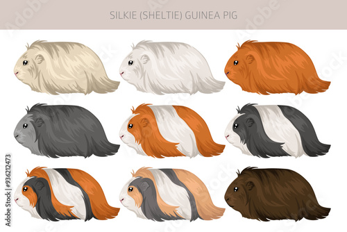 Silkie Guinea pig clipart. Sheltie Cavy All coat colors cavies set. Small Pet Rodents. Vector illustration