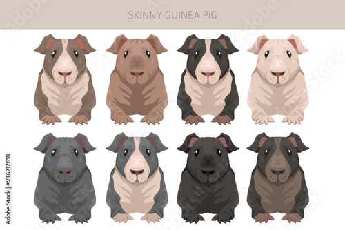Skinny Guinea pig clipart. Hairless cavy. All coat colors cavies set. Small Pet Rodents. Vector illustration