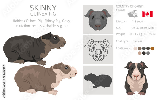Skinny Guinea pig clipart. Hairless cavy. All coat colors cavies set. Small Pet Rodents. Vector illustration