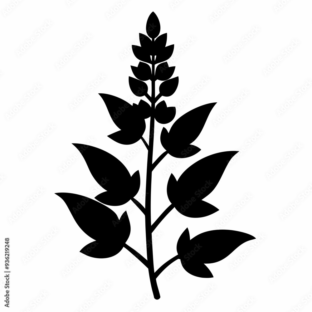 Salvia Black silhouette Salvia Black silhouette