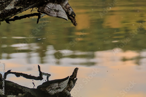 A bracket fungus growing on a fallen tree reflected in the surface of the lake during sunset