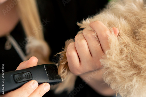 close up in the grooming salon a small curly maltipoo is washed one groomer hold dog second procedure cutting a legs photo