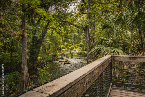 Hillsboro River State Park Tampa Bay Florida canopy of trees from look out point. Scenic Tranquil Hillsboro River State Park Flowers Trees Palms Northward Scenic View from overlooking the river. 