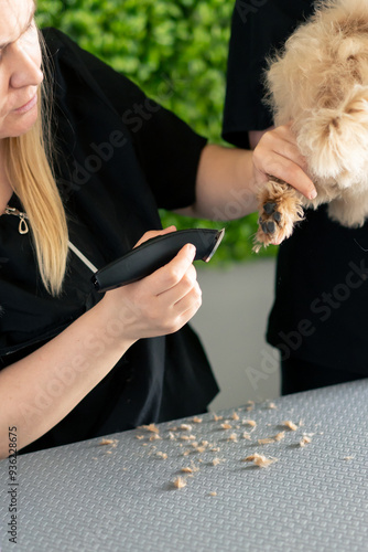 in the grooming salon a small curly maltipoo is washed one groomer hold dog second procedure cutting a legs photo