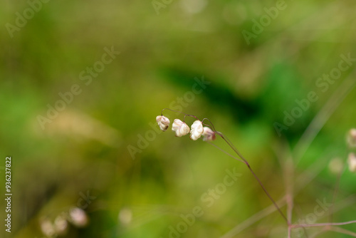 Common quaking grass photo