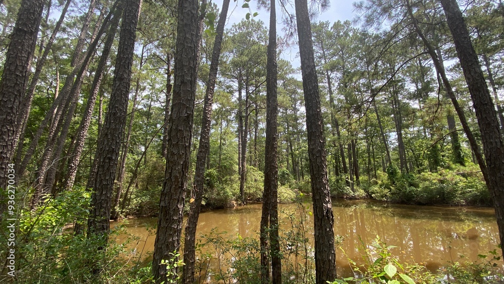 Obraz premium trees in the forest
