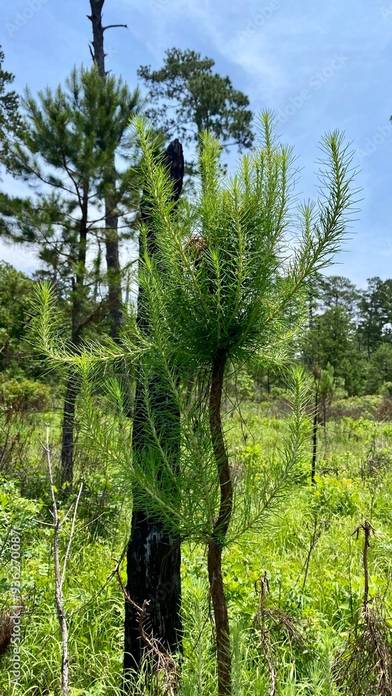 Fototapeta premium pine tree in the forest