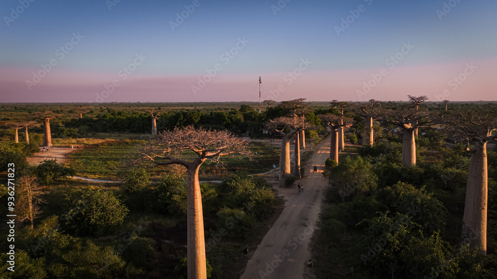 Explore Baobab Alley in Madagascar at dusk, showcasing ancient trees and lush landscapes under a serene sky Explore Baobab Alley in Madagascar at dusk, showcasing ancient trees and lush landscapes under a serene sky