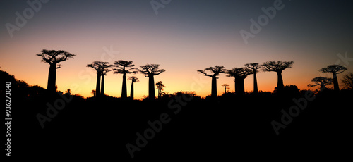 Stunning baobab tree silhouettes against a vibrant sunset in Baobab Alley, Madagascar photo