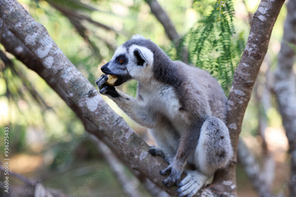 Fototapeta premium Lemur Catta enjoying a snack in the lush forests of Madagascar during daylight