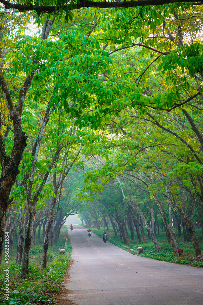 Fototapeta premium Roads scene in the background of trees and nature. Summer travel in the countryside 