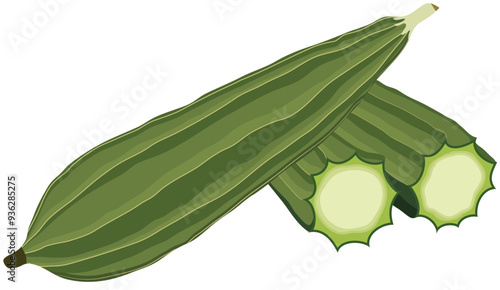 Green Luffa Vegetable Illustration Isolated on White Background