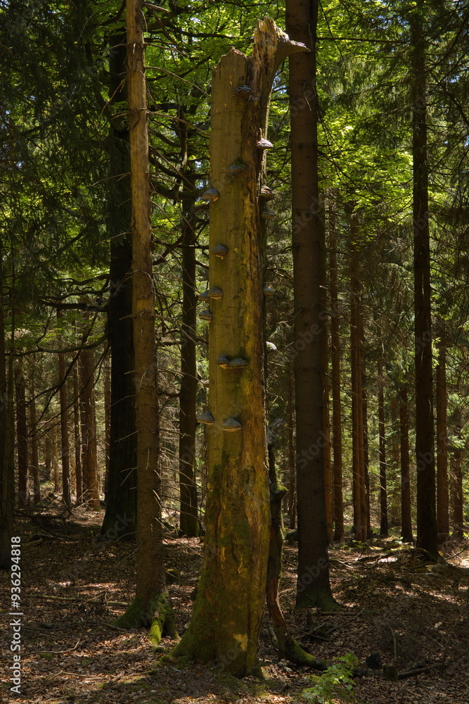 Fototapeta premium Dead tree with polypore fungis in a spruce forest on Suchy Vrch, Pardubice Region,Czech Republic,Europe 