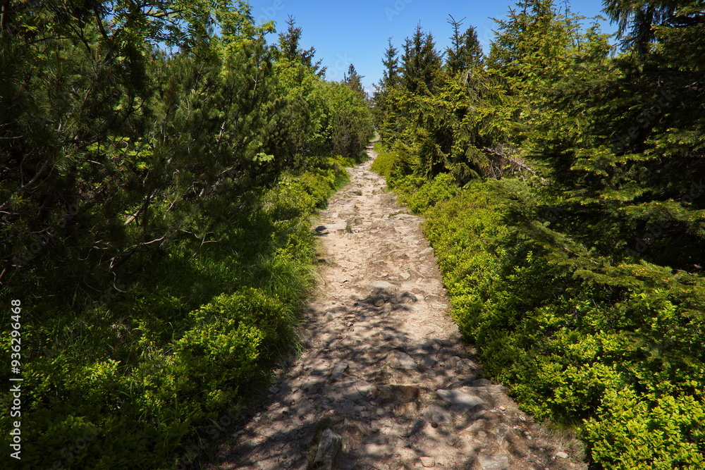 Fototapeta premium Hiking track to Suchy Vrch, Pardubice Region,Czech Republic,Europe 