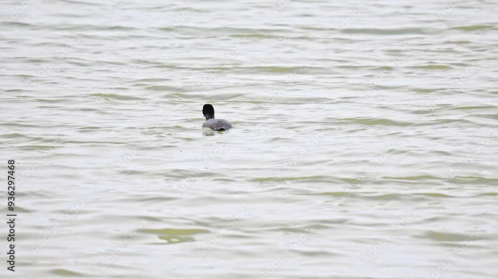 Eurasian coot, seabird swimming and diving in marshlands Eurasian coot, seabird swimming and diving in marshlands