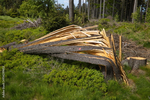 Broken spruce tree at the hiking track to Suchy Vrch, Pardubice Region,Czech Republic,Europe
 photo