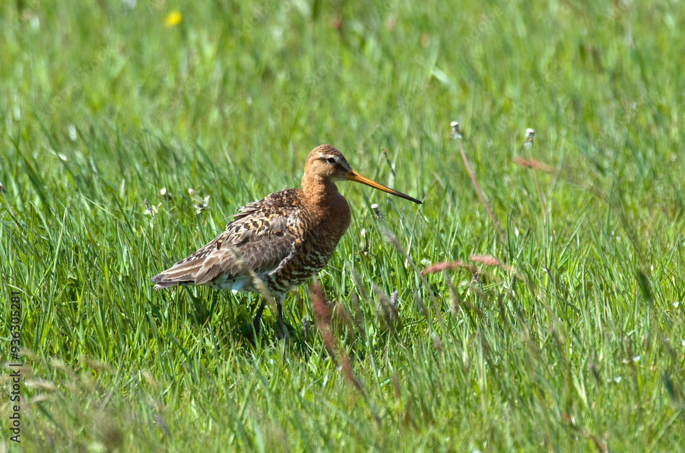 Barge à queue noire,.Limosa limosa, Black tailed Godwit Barge à queue noire,.Limosa limosa, Black tailed Godwit