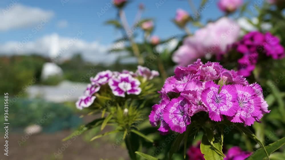 Purple flowers growing in garden, close up, Sweet William Dianthus barbatus Purple flowers growing in garden, close up, Sweet William Dianthus barbatus