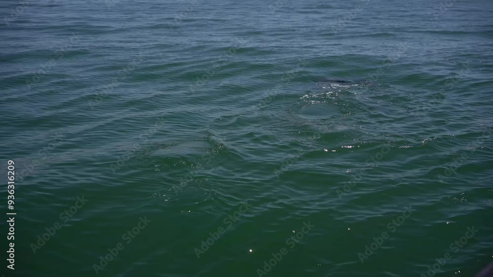 Bottlenose dolphin school emerge during a boat trip in Atlantic Ocean Bottlenose dolphin school emerge during a boat trip in Atlantic Ocean
