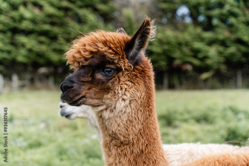 Fototapeta premium Brown alpaca looking into the distance in paddock